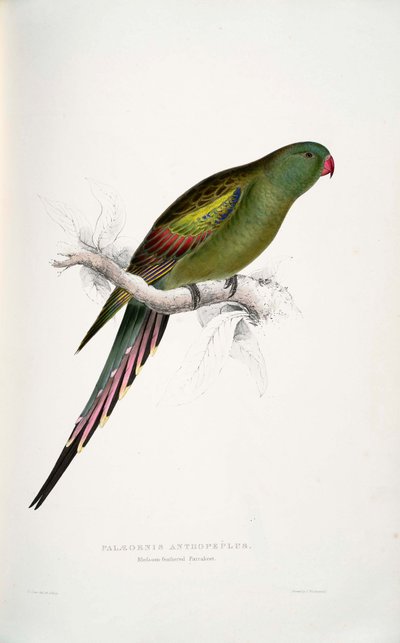 Polytelis Anthopeplus by Edward Lear